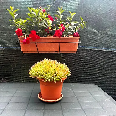Il Tulipano
